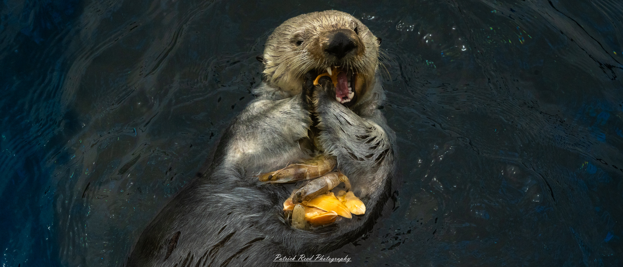 Sea otter eating shellfish at the Detroit Zoo in aquatic habitat exhibit